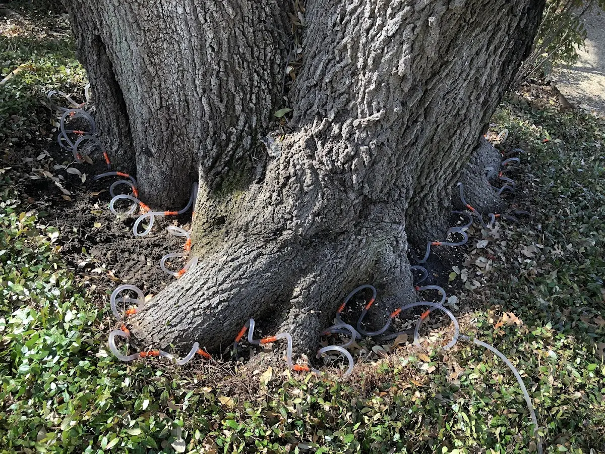 Detailed Tree Cabling and Bracing job site in Udall